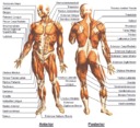 Anatomisch model